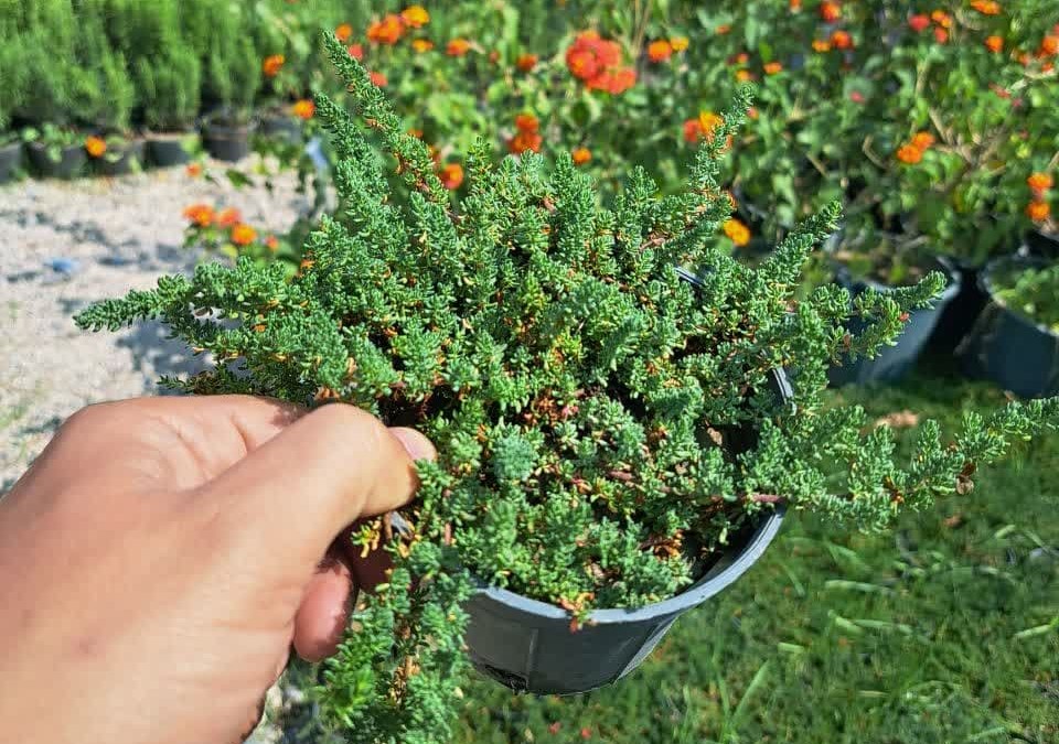 فرانکینیا